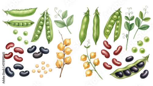 Illustration of various legumes including peas, beans, and lentils in pods and loose.