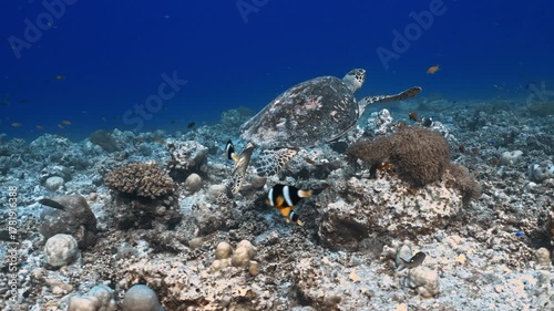 Sea turtle gracefully swims among vibrant coral reefs, accompanied by small, colorful fish, highlighting the serene beauty of marine life.