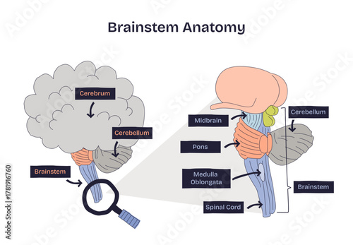 Brainstem anatomy overview highlighting midbrain, pons, and medulla, with cerebellum and spinal cord context, a concise sketch conveying core neural pathways, transparent background.