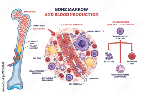 Bone marrow hematopoiesis shown with long bone cross-section, stem cells forming red and white blood cells and platelets, key objects, stem cell, megakaryocyte, sinusoid, transparent background.