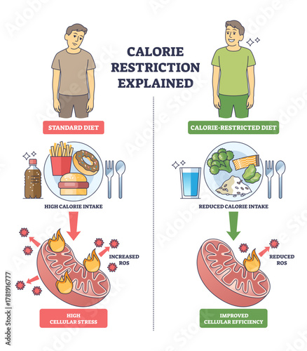Calorie restriction explained shows a brief comparison of standard vs reduced calorie diets, food plates and mitochondria depict ROS changes and cellular efficiency, transparent background.
