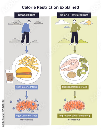 Calorie restriction explained via side-by-side diets, food plates, mitochondria and arrows show reduced intake lowers cellular stress and boosts efficiency, transparent background.