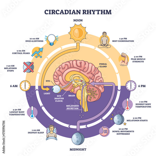 Circadian rhythm brief cycle, the brains SCN times melatonin as sun and clocks map day-night changes, transparent background.Key objects, brain, sun, clock.