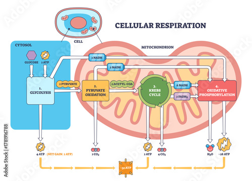 Cellular respiration overview shows energy flow from glycolysis to Krebs cycle and oxidative phosphorylation inside a mitochondrion, key objects, mitochondrion, ATP, NADH, transparent background.