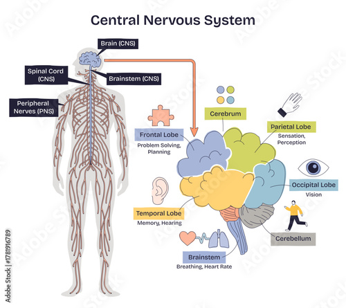 Central nervous system V2 brief explains brain, spinal cord, and peripheral nerves with labeled lobes for vision, memory, and control, clear overview for study, transparent background.