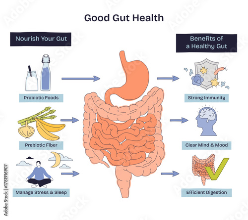 Gut health brief shows intestines centered, with probiotic foods and prebiotic fiber driving digestion, immunity, and mood, key objects, intestines, yogurt bottle, banana, transparent background.