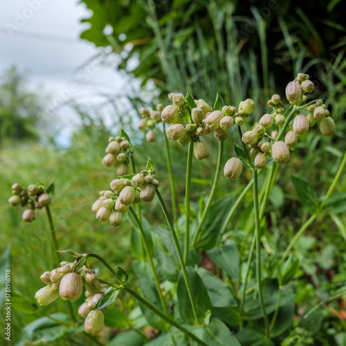 Wild Bladder Campion (Silene vulgaris) inflated seed pods in a Quercy meadow