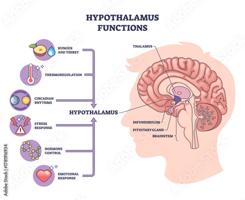 Hypothalamus functions illustrated, brain profile highlights hypothalamus, pituitary gland, and thalamus linking hunger, temperature, sleep, stress, and emotions, transparent background.
