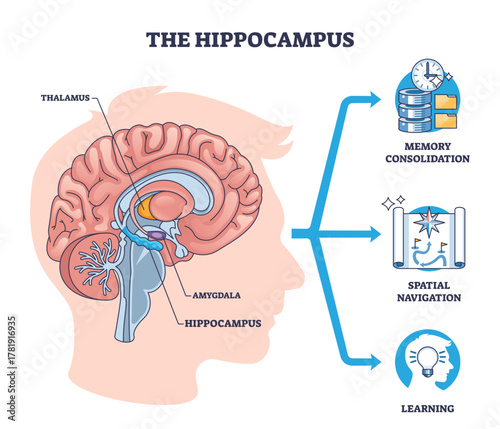 Hippocampus diagram illustrates brain anatomy driving memory, spatial navigation, and learning, key objects, hippocampus, amygdala, thalamus, transparent background.
