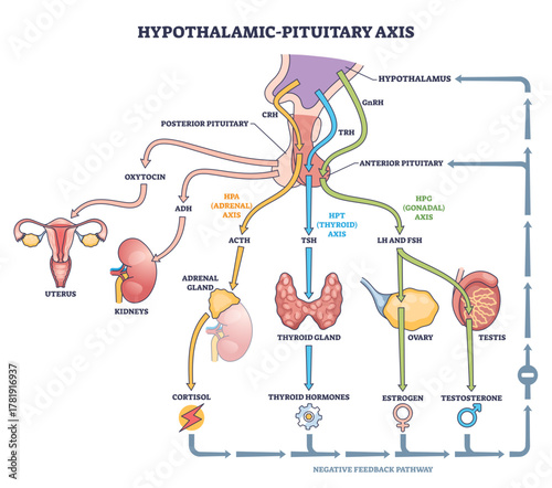 Hypothalamic pituitary axis flow visualizes hormone control linking brain and glands, key structures, hypothalamus, pituitary, thyroid, pathways and feedback shown, transparent background.