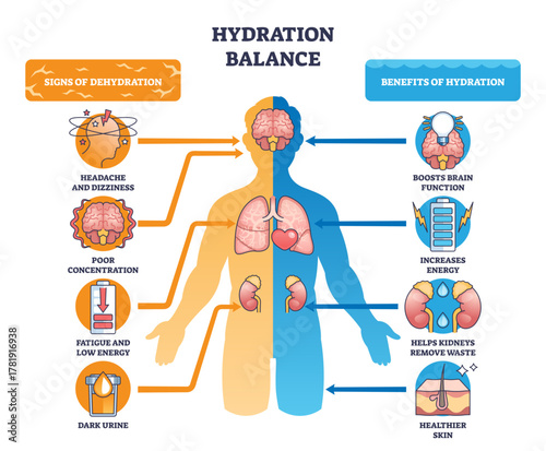 Hydration balance brief shows a split human silhouette comparing dehydration vs benefits, brain, kidneys, and skin highlighted with arrows for wellness, transparent background.
