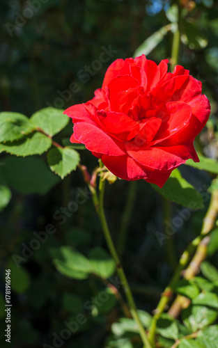 Single red rose symbolizing passion, romance, and love on a summer day