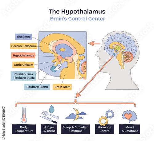 Hypothalamus brain control center visualized as a brief sketch, spotlighting hypothalamus, pituitary gland, and brain stem guiding homeostasis, hormones, and rhythms, transparent background.