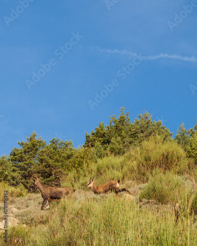 Mother Chamois protecting her young kid as they walk up a natural grassy mountain.