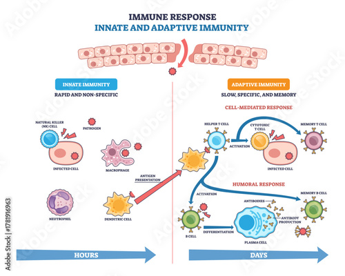Innate and adaptive immune response visual showing pathogen defense pathways, key elements, macrophage, T cell activation, antibody production, transparent background.