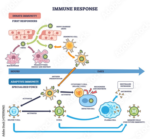Immune response brief flow shows innate to adaptive stages with T cells, B cells, and antibodies defeating pathogens, cells interact over time from exposure to memory, transparent background.