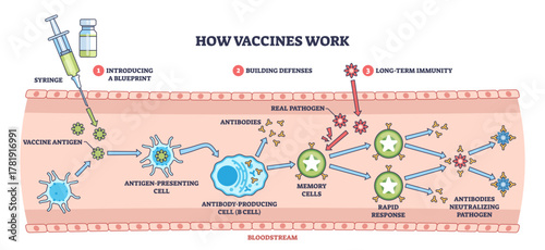 Vaccine mechanism brief diagram shows syringe, antibodies, and memory cells guiding immunity from antigen to rapid response and pathogen neutralization, transparent background.
