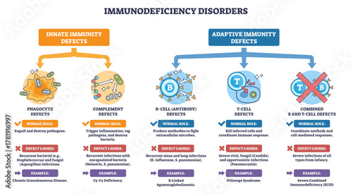 Immunodeficiency disorders outline showing innate vs adaptive defects, key icons, B-cell, T-cell, phagocyte, transparent background.Explains roles and causes across categories.