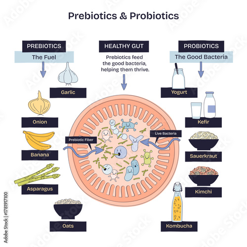 Prebiotics and probiotics brief diagram showing a healthy gut where prebiotic fiber feeds live bacteria, key items, gut, yogurt, garlic, transparent background. Doodle style diagram
