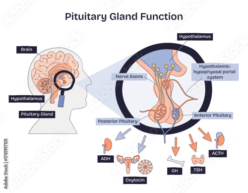 Pituitary gland function diagram shows endocrine control via hypothalamus, portal system, and lobes, key objects, pituitary gland, hypothalamus, hormones, transparent background. Doodle style diagram
