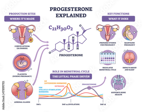 Progesterone brief diagram showing the hormones role in menstrual cycle and pregnancy, key objects, molecule, uterus, cycle chart, transparent background.