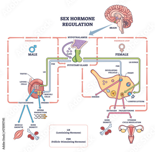 Sex hormone regulation overview illustrating hypothalamus pituitary axis controlling ovaries and testes via LH-FSH feedback loops, key objects, brain, pituitary gland, gonads, transparent background.