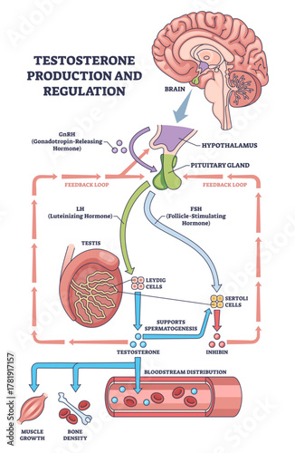 Testosterone production and regulation visualizes HPG axis feedback, brain, pituitary, and testis drive hormone flow to tissues for growth and fertility, transparent background.