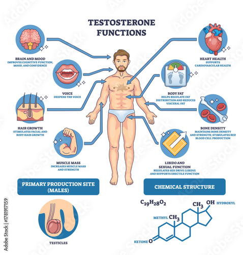 Testosterone functions graphic illustrating a male body with brain, heart, and muscle icons to explain effects on mood, health, and strength, transparent background.