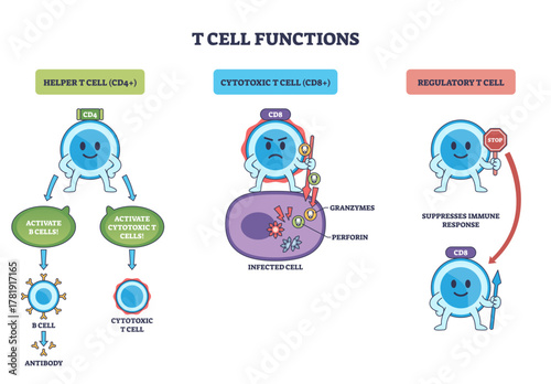 T cell functions outline depicts helper CD4, cytotoxic CD8, and regulatory cells guiding activation, killing infected cells, and suppression with arrows and labels, transparent background.