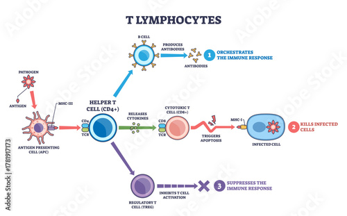 T lymphocytes diagram shows helper, cytotoxic, and regulatory T cells coordinating immunity, key objects, helper T cell, cytotoxic T cell, infected cell, transparent background.