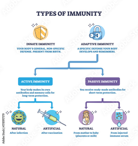 Types of immunity brief diagram comparing innate and adaptive pathways into active and passive, shield, lock, syringe highlight defenses and vaccination concept, transparent background.