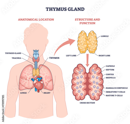 Thymus gland diagram showing location and structure, highlights lobes, T-cells, and cross-section within chest, linking immune maturation and anatomy, transparent background.