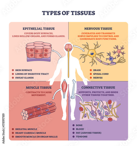 Types of tissues overview, brief diagram shows epithelial, muscle, connective, and nervous tissue around a human silhouette, key objects, neuron, muscle fiber, epithelial cells.