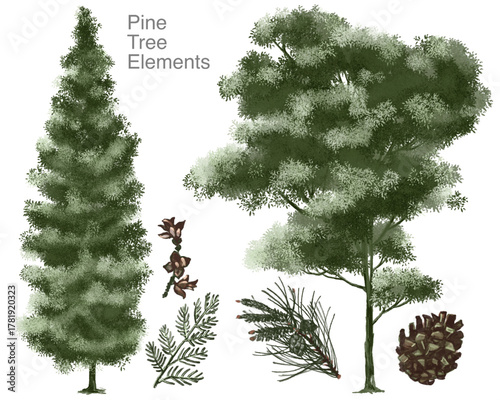 Photos pine tree isolated on white