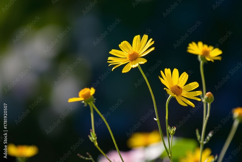 Obraz premium Sunlit Yellow Coreopsis Flowers 