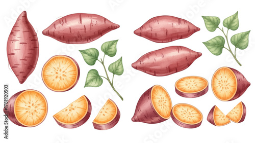 A collection of watercolor sweet potatoes, shown whole, halved, and sliced, isolated on a transparent background.