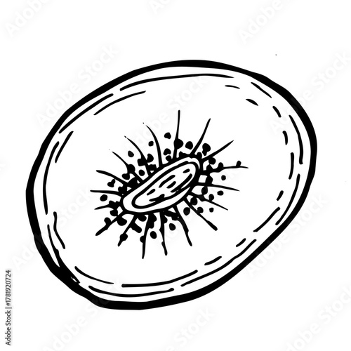 Kiwi slice fruit isolated on transparent background. Vintage linear vector illustration for food packaging design. Sketch of kiwi fruit.