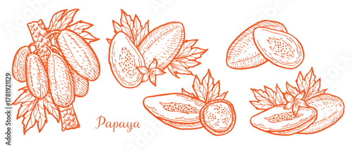 Set of Papaya fruits. Hand drawn sketch of tropical fruit isolated. Pawpaw plant linear vintage illustration. Vector collection of papaya whole, slices, halves for food background.