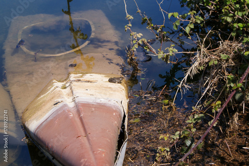 Frog resting on abandoned sunken boat in pond