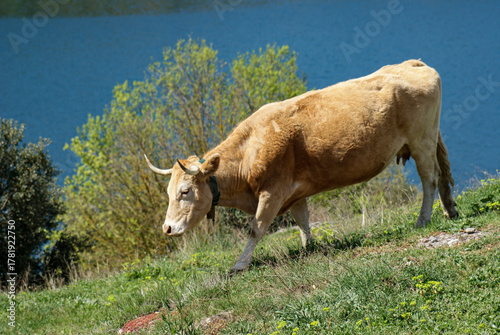 Cow grazing green hillside with blue lake