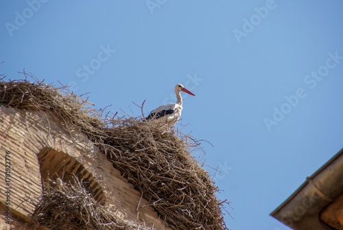 White stork nesting on traditional building rooftop under clear sky
