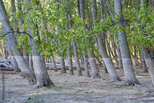 Riparian forest showing low water line on tree trunks
