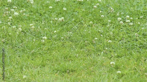 Springtime garden filled with blooming clover and lush greenery attracting bees and butterflies actively pollinating