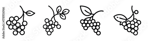 Four distinct black outline elderberry sprigs with berries and leaves hand drawn style