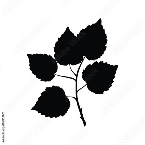 Detailed Silhouette of a Branch with Five Leaves on White Background, poplar branch silhouette vector illustration