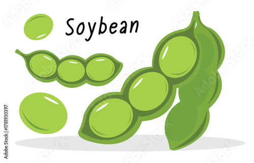 Green soybean pods and seeds vector illustration