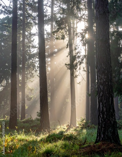Sunlight through tall pine trees in a misty coniferous forest with soft morning light and dew on the forest floor