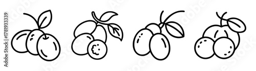 Hand-drawn outline illustrations of jujube fruit clusters with leaves on branches