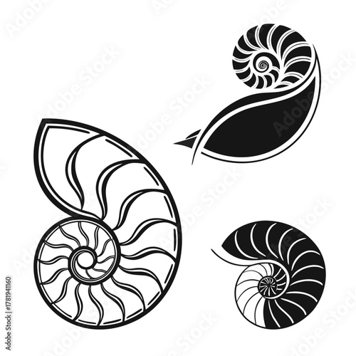Nautilus shell cross section spiral patterns black and white illustration