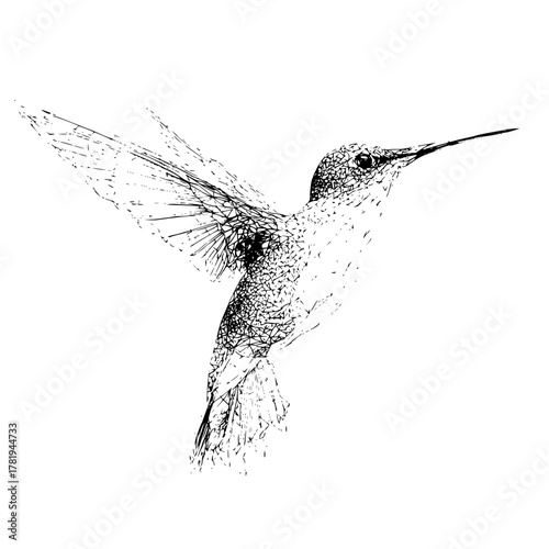 A black and white sketch of a hummingbird in flight with visible wing and body details is shown here
